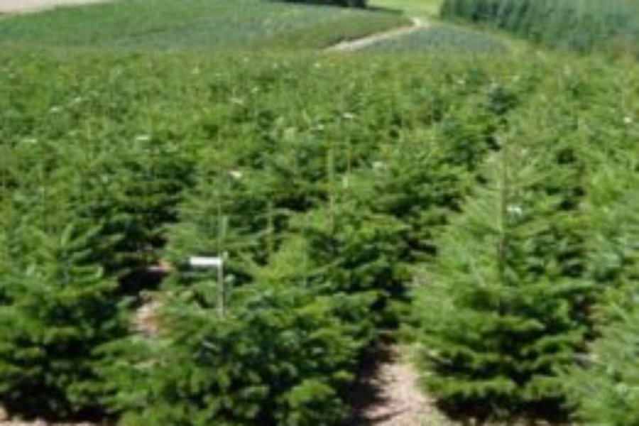 Vente aux particuliers : Plantation de pins noir d’Autriche et sapins